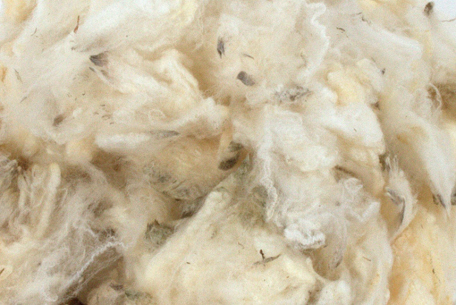 Romney Marsh Wools, Pure British Merino Raw Fleece